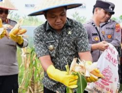 Walikota Sibolga Hadir Dalam Panen Raya Jagung Serentak Sebagai Wujud Komitmen Mendukung Swasembada Pangan